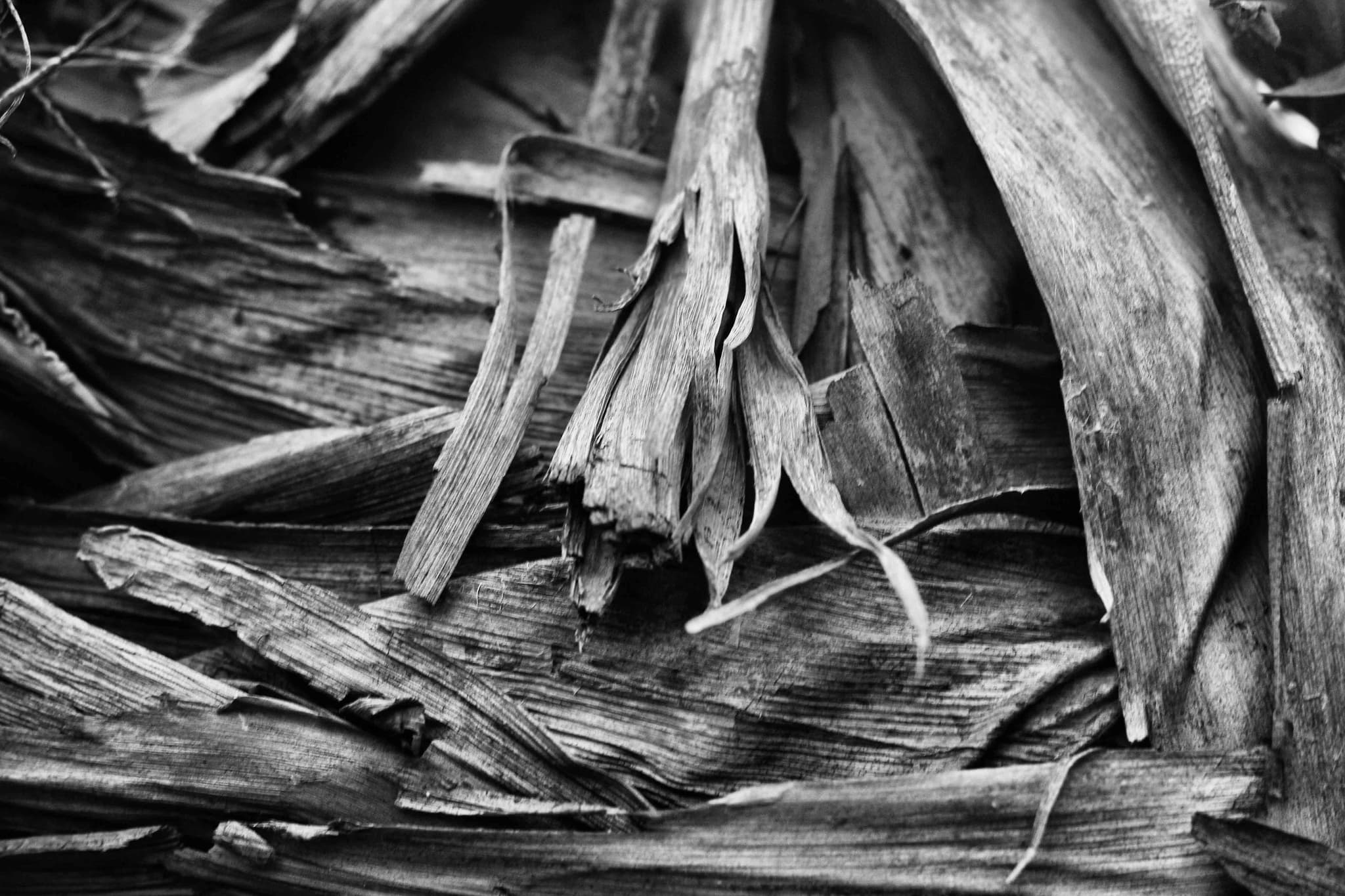 Cracked earth forming natural patterns