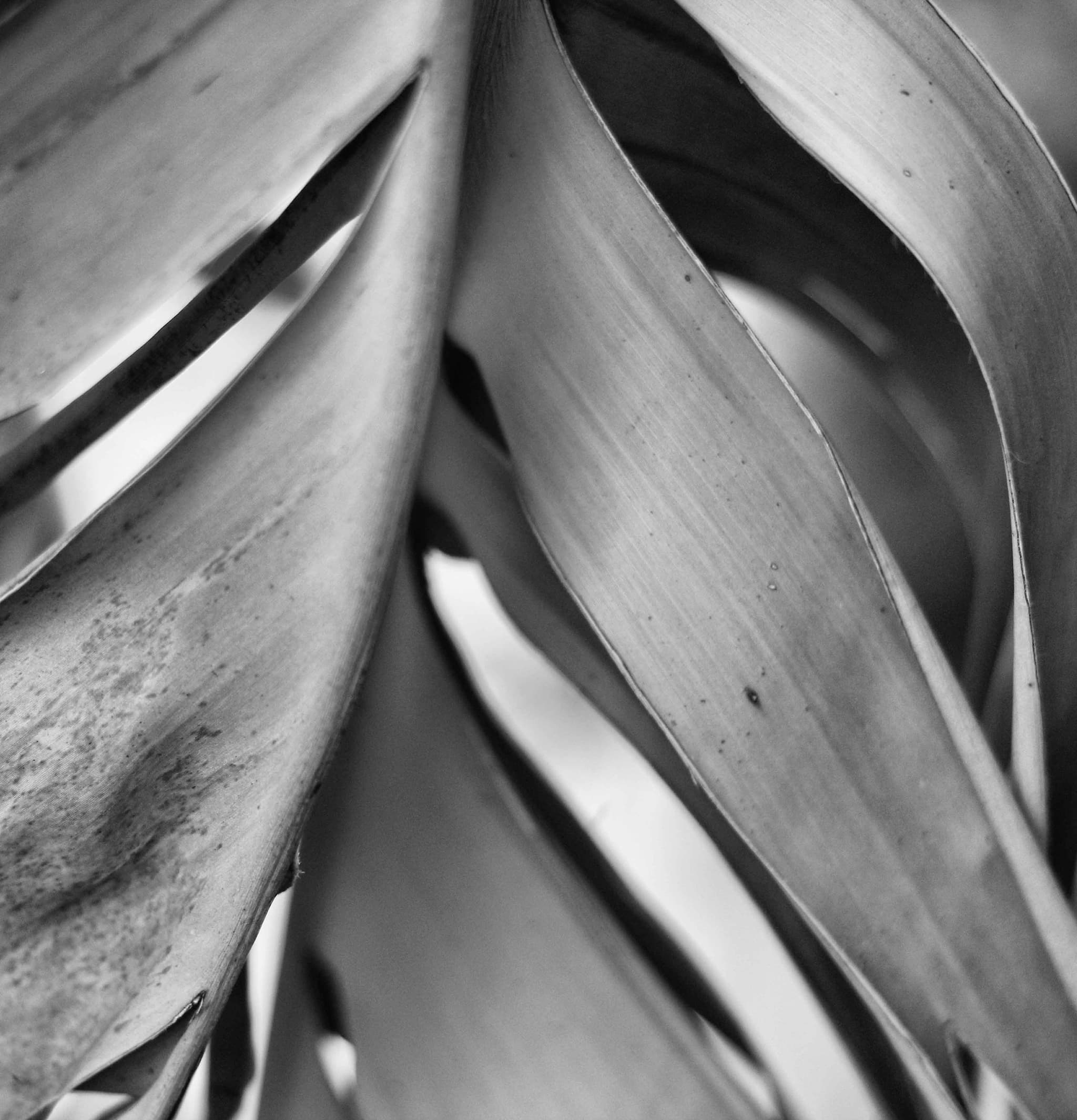 Cracked earth forming natural patterns