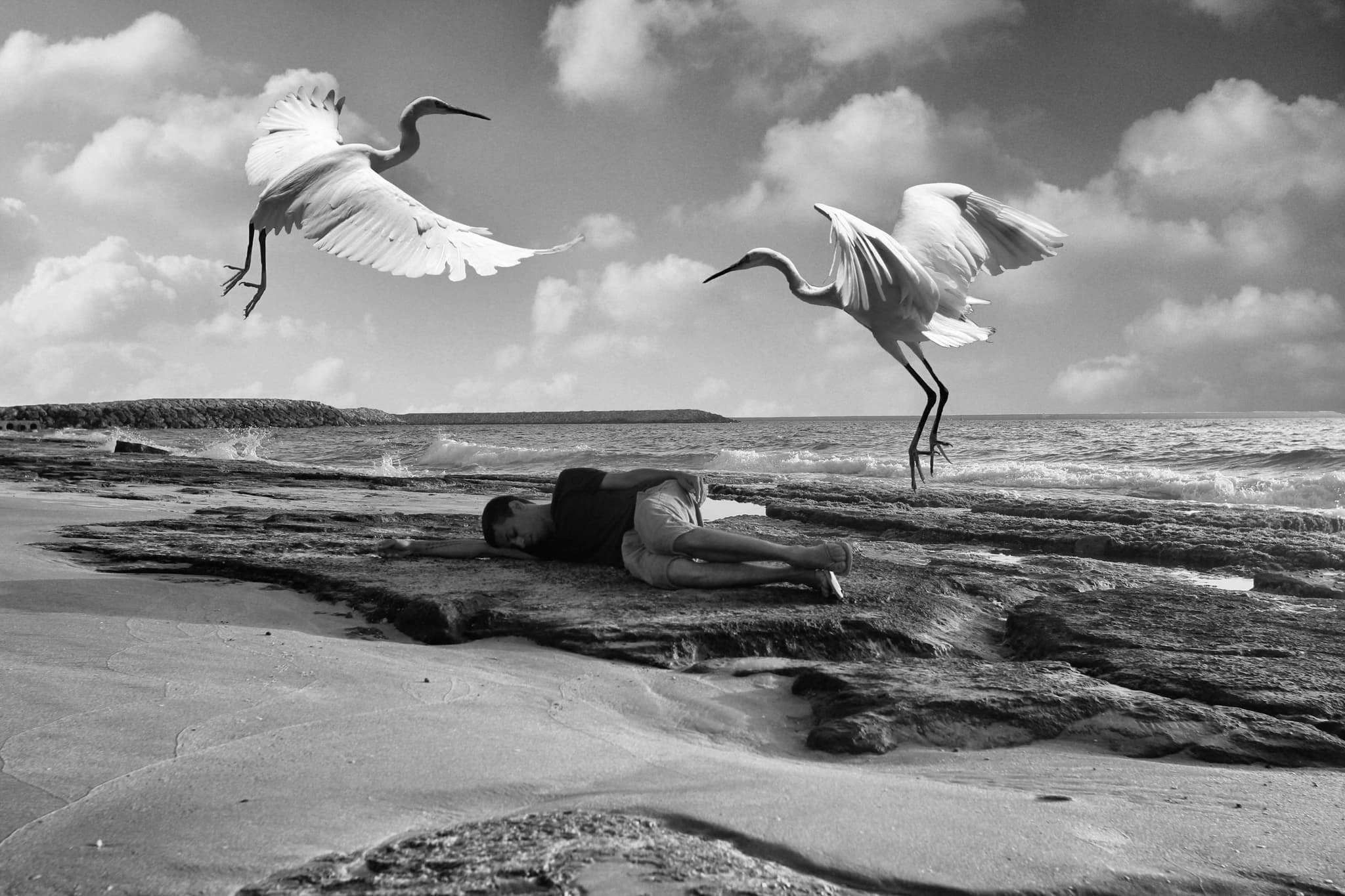 Flock of starlings forming a murmuration