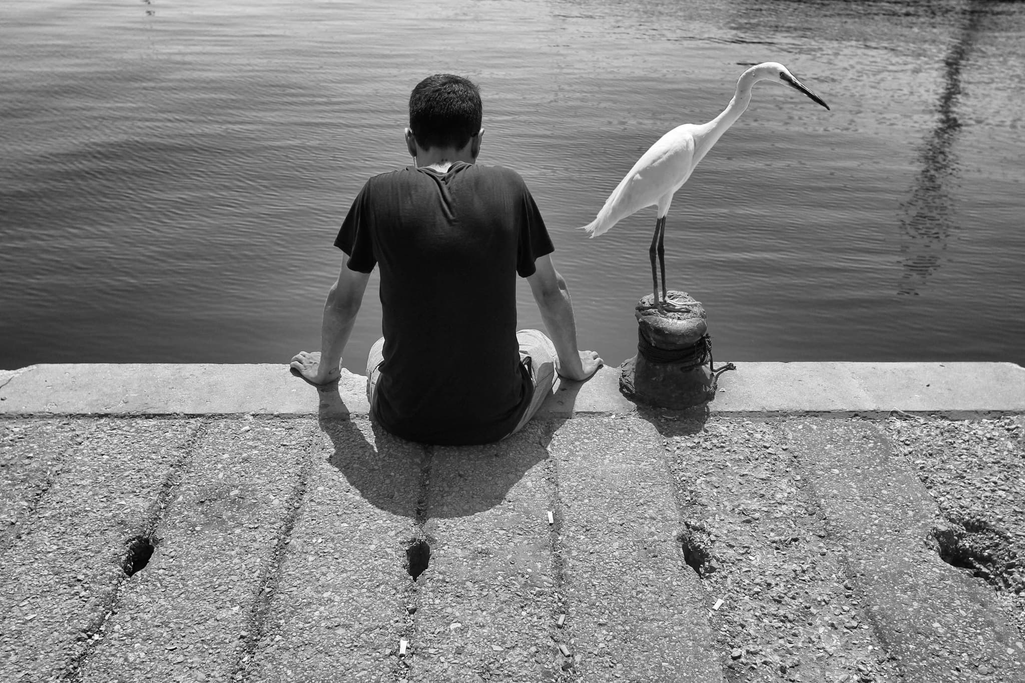 Heron standing still in shallow water