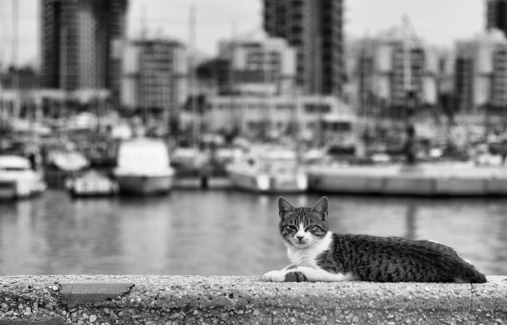 Cat resting in a beam of sunlight