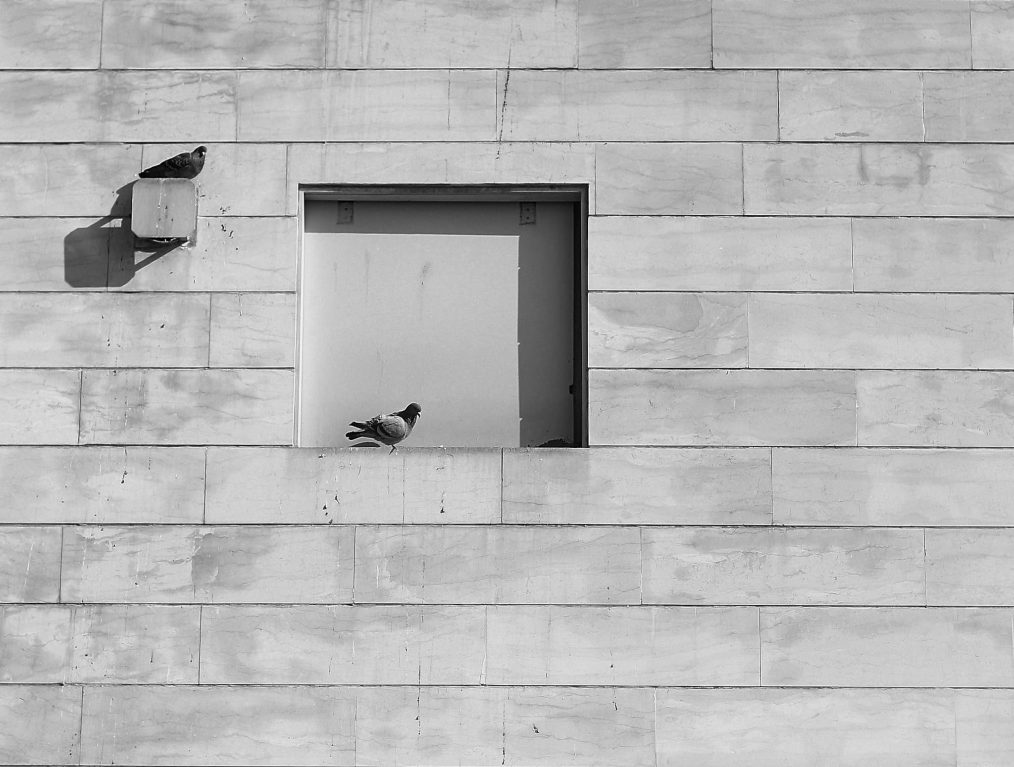 Dog running along the waterline at sunset