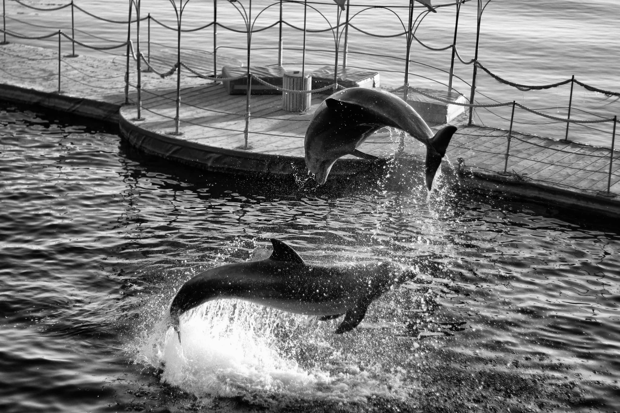 Horse in profile against a misty field