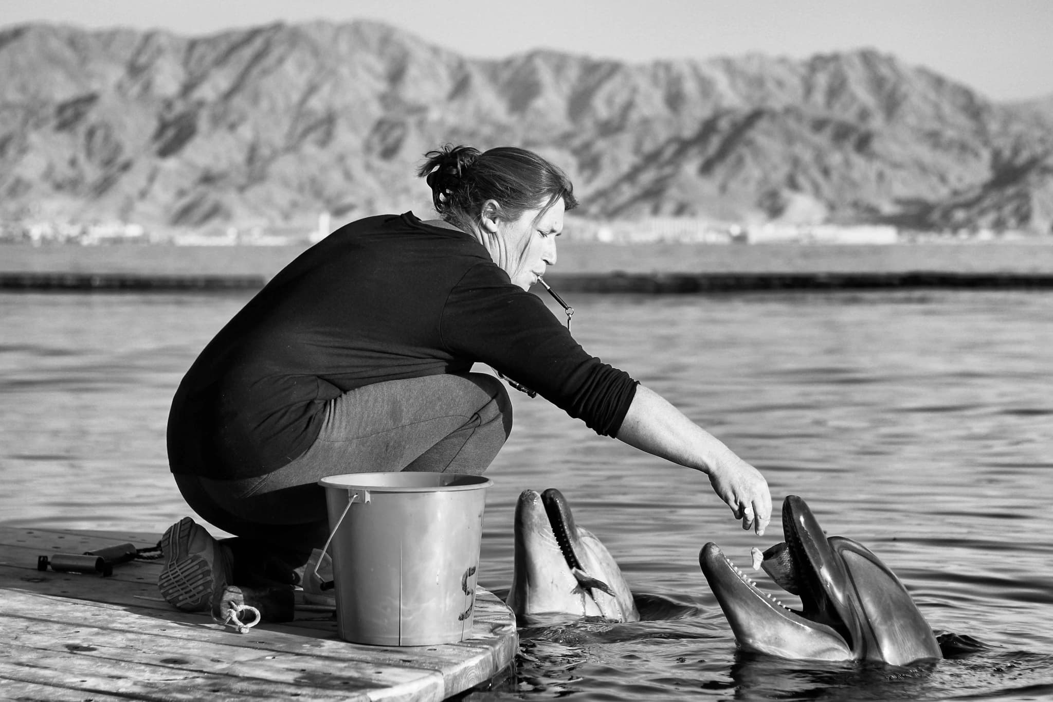 Butterfly perched on a wildflower